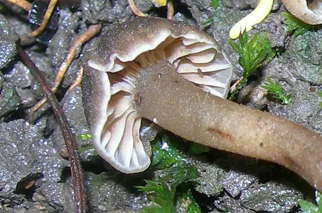 Camarophyllopsis micacea      (Berk. & Broome)       Arnolds